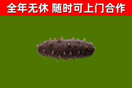 蒲江县回收海参干